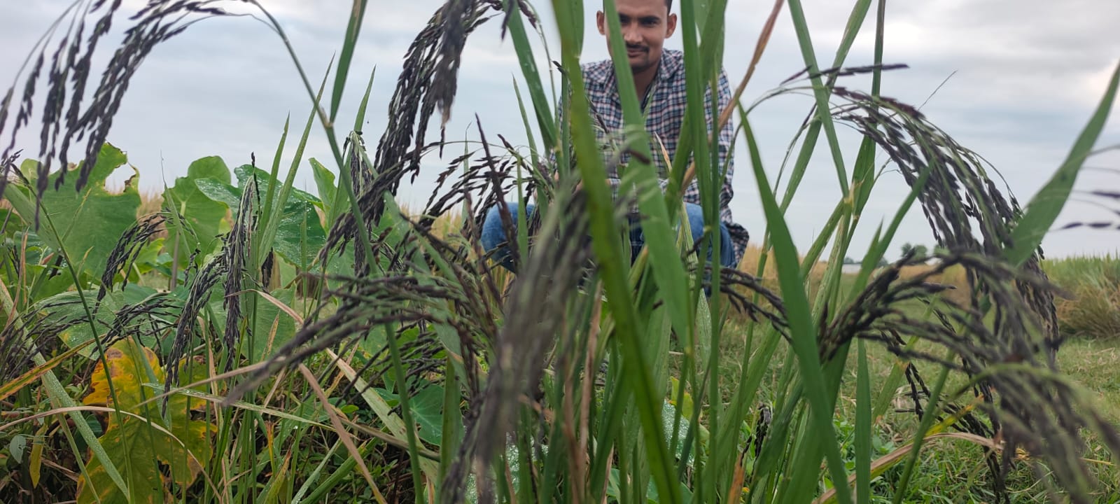 Diabetic friendly and GI-tagged rice